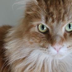 Blanding af racer Wonkey