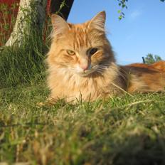 Blanding af racer Wonkey