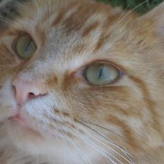 Blanding af racer Wonkey