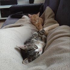 Blanding af racer Luna