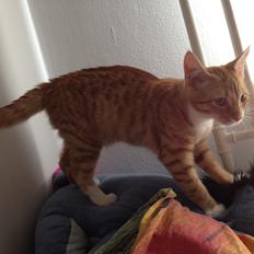 Blanding af racer Luna