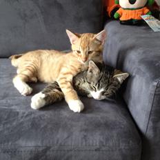 Blanding af racer Luna