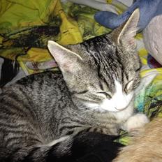 Blanding af racer Ludwig