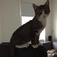 Blanding af racer Ludwig