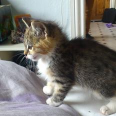 Huskat Høgilds Phoebe