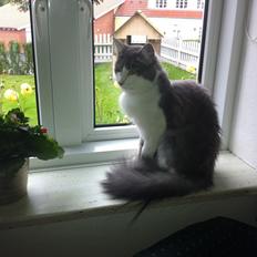 Norsk Skovkat Mischa Kaldenavn : Mis