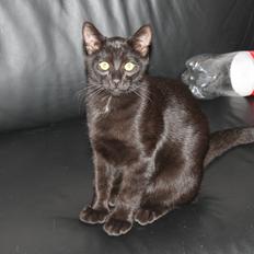 Blanding af racer Batman