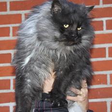 Maine Coon Samson *Sov sødt*