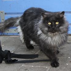 Maine Coon Samson *Sov sødt*