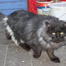Maine Coon Samson *Sov sødt*