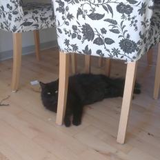 Blanding af racer furby