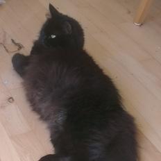 Blanding af racer furby