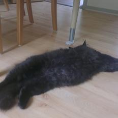 Blanding af racer furby