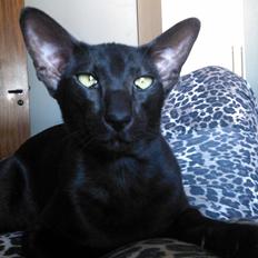 Orientaler Mercurys Black Shadow