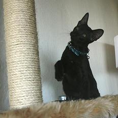 Orientaler Mercurys Black Shadow