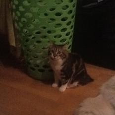 Kurilean Bobtail Nala