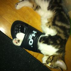 Kurilean Bobtail Nala