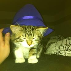 Kurilean Bobtail Nala