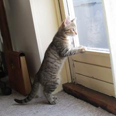 Blanding af racer Tøsen