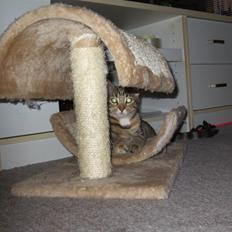 Blanding af racer Tøsen