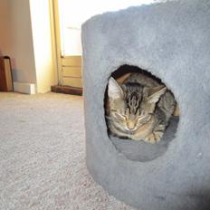 Blanding af racer Tøsen