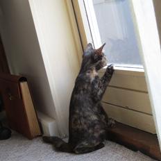 Blanding af racer Lady