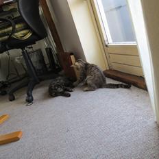 Blanding af racer Lady