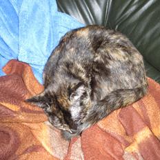 Blanding af racer Lady