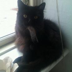 Blanding af racer Gustav (Fuckface)