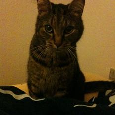 Blanding af racer Taz / minnimy.