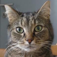 Blanding af racer Taz / minnimy.