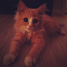 Blanding af racer Luna <3