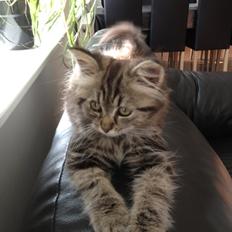 Blanding af racer Bella <3