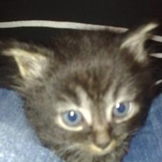 Norsk Skovkat tøssen