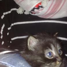 Norsk Skovkat tøssen