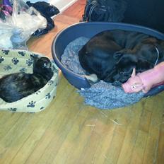 Huskat Hexia de trix