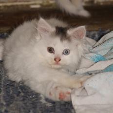 Blanding af racer Cleo..<3