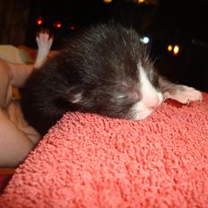 Blanding af racer Milo<3 R.I.P.<3