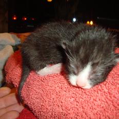 Blanding af racer Milo<3 R.I.P.<3