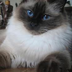 Ragdoll Kashmir