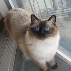 Ragdoll Kashmir
