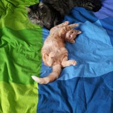 Blanding af racer Bourbon