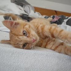 Blanding af racer Tabitha