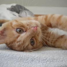 Blanding af racer Tabitha