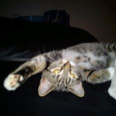 Huskat han katten Nanna