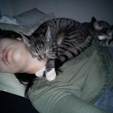 Huskat han katten Nanna
