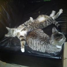Huskat han katten Nanna