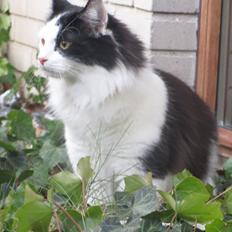 Huskat / Norsk skovkat.  Ozzy<3