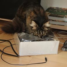 Blanding af racer Misha