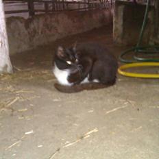 Blanding af racer Vinters James